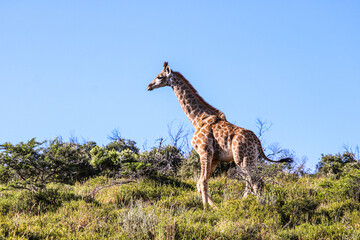 Naklejka na ściany i meble portrait of giraffe in the national park