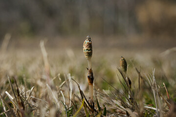 春になって道端に生えてきたつくし