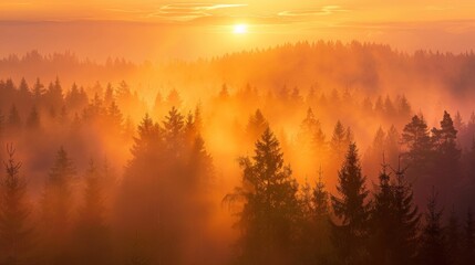 Golden sunrise over a misty forest