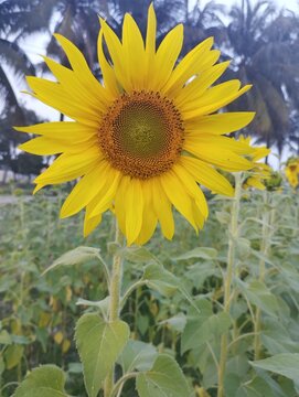 Sunflower blooming nature beauty