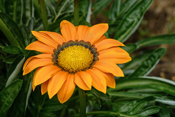 Beautiful decorative yellow flower named gazania.