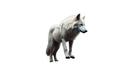 White wolf, isolated on a transparent background. AI generative