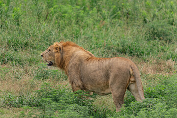 A roaring lion in a pride park close-up