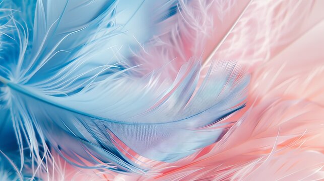 Pastel pink and blue feather texture background.