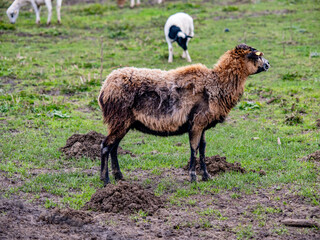 Eine kleine Herde Schafe grast auf einer Weide