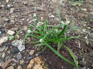 green grass with white flower