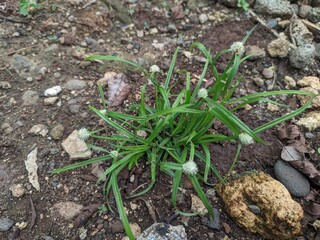 green grass with white flower
