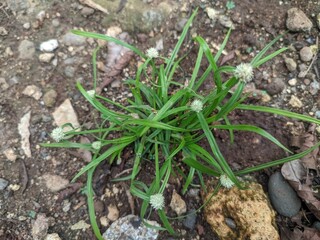 green grass with white flower