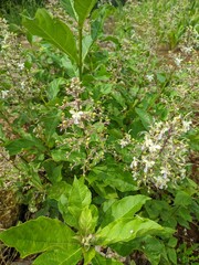 rothera plant with white flower