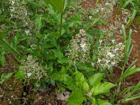 rothera plant with white flower