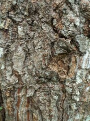 dadap tree trunk texture