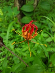 beautiful red flower flame plant