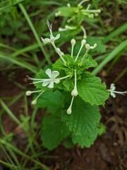 fresh kejibeling plant
