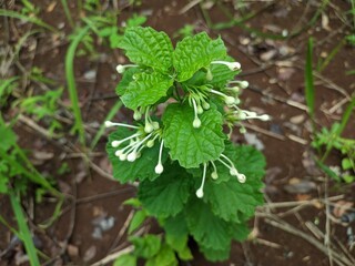 fresh kejibeling plant