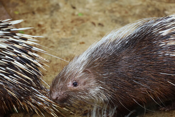 Close up the malayan porcupine animal