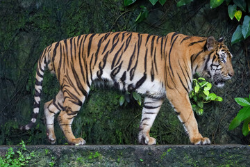 Close up Indochinese tiger is beautiful animal and dangerous in forest