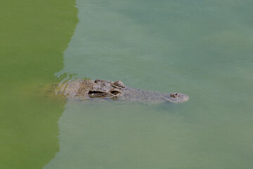 Close up big head crocodile is show head in river