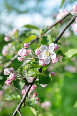 Apple tree flowers on a blurred background of spring greenery and sky.