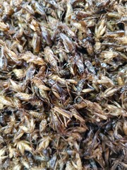 Crickets are a good source of protein.