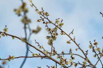 梅の花