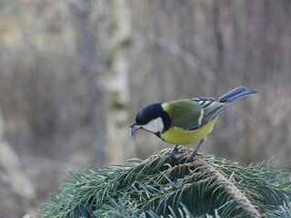 A tit with a sunflower seed in its beak.