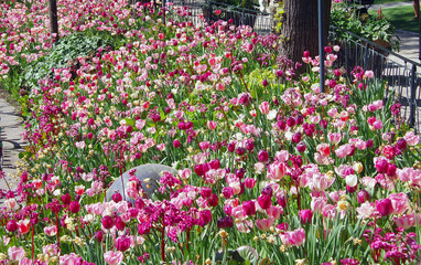 Bed of pink and purple Tulips, Copenhagen Denmark
