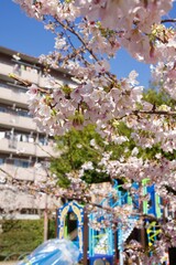 鎌倉市岩瀬　砂押川プロムナードの春
玉縄桜　河津桜　マーガレット