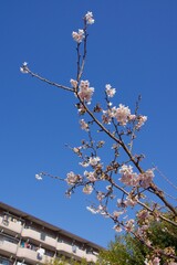 鎌倉市岩瀬　砂押川プロムナードの春
玉縄桜　河津桜　マーガレット
