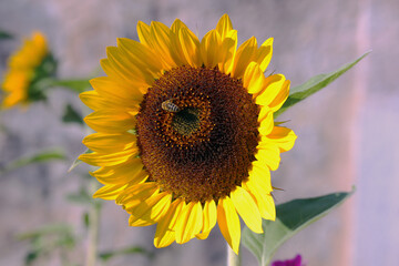 Sonnenblume, Blume, Blüte, Sommer, Sonne, 