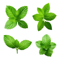 Fresh melissa leaves collection, isolated on transparent background.