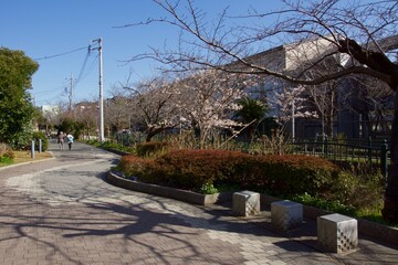 鎌倉市岩瀬　砂押川プロムナードの春
玉縄桜　河津桜　マーガレット