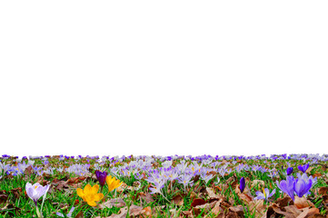 Field of crocus flowers in the spring isolated png