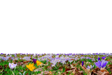Field of crocus flowers in the spring isolated png