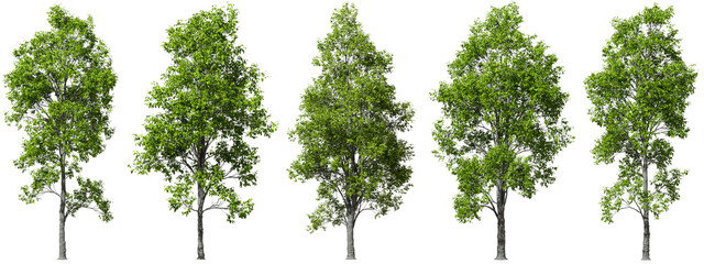 Realistic rendre Tree on transparent background