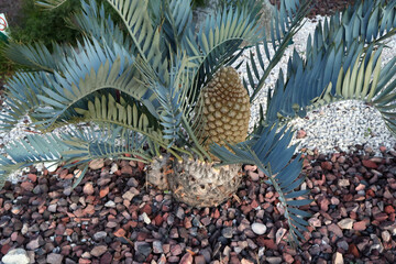 belle fleur en bouton de cette plante tropicale