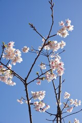 鎌倉市岩瀬　砂押川プロムナードの春
玉縄桜　河津桜　マーガレット