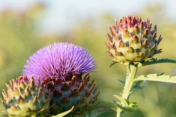 FLOR DE CARDO (Cynara Cardunculus)