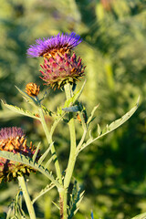 FLOR DE CARDO (Cynara Cardunculus)