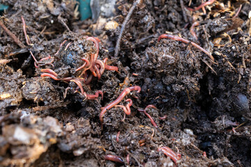 living soil with earthworms in the compost transforming organic matter. Towards a sustainable agriculture