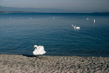 swans on Lake Geneva on a sunny day