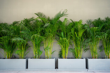 Areca palm tree indoor plant. Air purifying plants. Plants for decorating the garden and interior.
