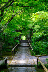 京都鷹峯光悦寺の参道の風景