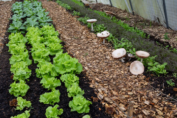 living soil in a vegetable garden with the no dig technique of mulched aisles with wood chips....