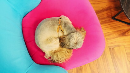 Shih Tzu with fluffy fur rests lying on soft chair in company office upper view. Little companion...
