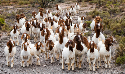 A herd of Boer goats (Capra aegagrus hircus) making their way to a farm gate near Barandas, Little,...