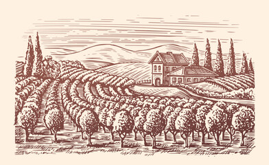 Fototapeta premium Vineyard landscape. Winery, viticulture sketch. Hand drawn vintage vector illustration