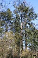 Fototapeta premium Trees on Schwanheim meadow in early spring