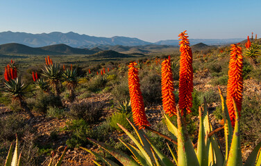 Bitter, also known as woody aloes (Aloe ferox), above the Olifants River valley near Barandas,...
