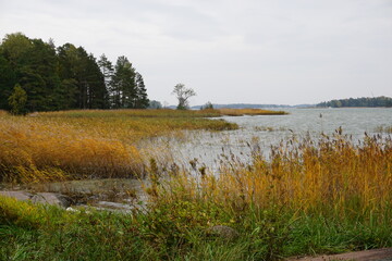 reeds and a lake