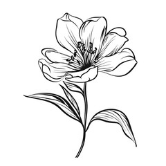 Sketched Hand Drawn Flower. Floral Ink Drawing Element.